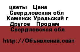 цветы › Цена ­ 5 000 - Свердловская обл., Каменск-Уральский г. Другое » Продам   . Свердловская обл.